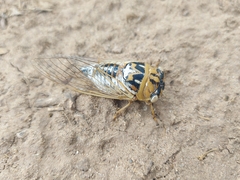 Megatibicen dealbatus