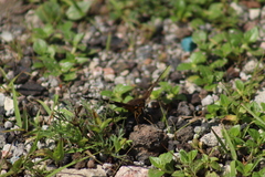 Apyrrothrix araxes araxes