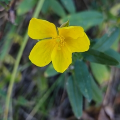 Helianthemum