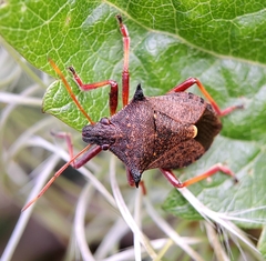 Picromerus bidens