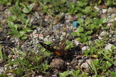Apyrrothrix araxes araxes