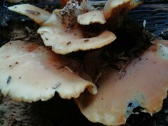 Hohenbuehelia angustata