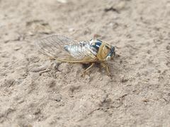Megatibicen dealbatus