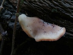 Hohenbuehelia angustata