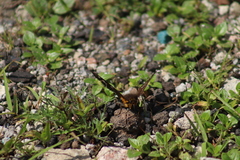 Apyrrothrix araxes araxes
