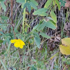 Helianthemum