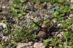 Apyrrothrix araxes araxes