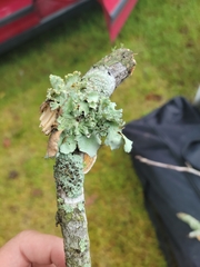 Parmotrema hypotropum