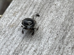 Onthophagus taurus