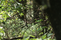 Myioborus miniatus