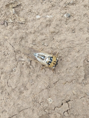 Megatibicen dealbatus