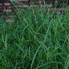 Dichanthium annulatum