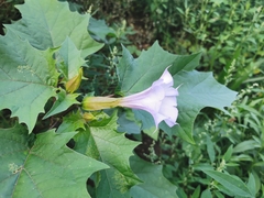 Datura stramonium
