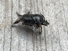 Onthophagus taurus