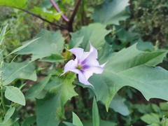 Datura stramonium