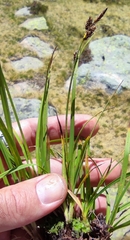 Carex nigra