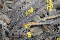 Euphorbia schinzii