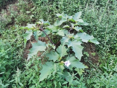 Datura stramonium