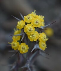 Euphorbia schinzii