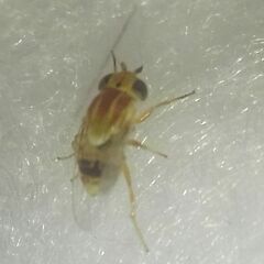 Thaumatomyia