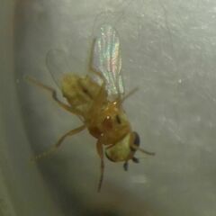 Thaumatomyia