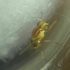 Thaumatomyia