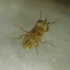 Thaumatomyia