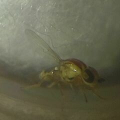 Thaumatomyia