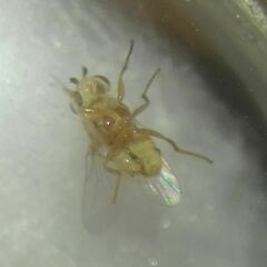 Thaumatomyia
