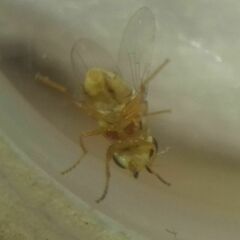 Thaumatomyia