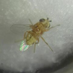 Thaumatomyia