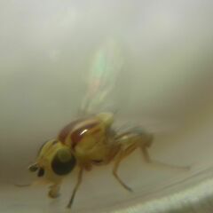 Thaumatomyia