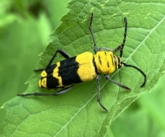 Megacyllene decora