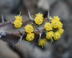 Euphorbia schinzii