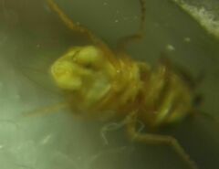 Thaumatomyia