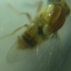 Thaumatomyia