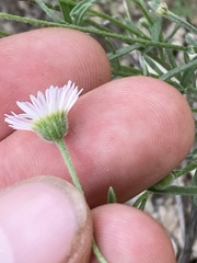 Erigeron modestus