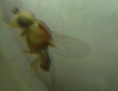 Thaumatomyia