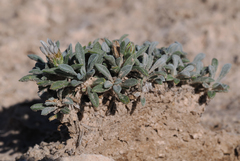 Townsendia gypsophila