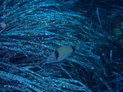 Diplodus vulgaris