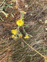 Grindelia stricta