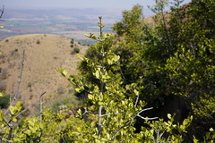 Psydrax obovata elliptica