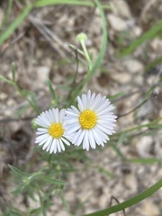 Erigeron modestus