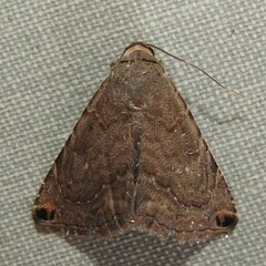 Toxonprucha pardalis