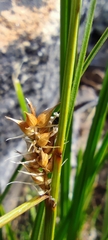 Carex vesicaria