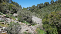 Olea europaea europaea