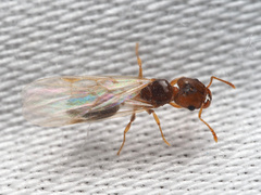 Pheidole pilifera