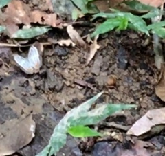 Cyrestis themire themire