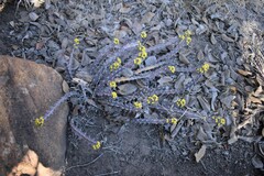 Euphorbia schinzii