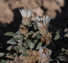 Townsendia gypsophila